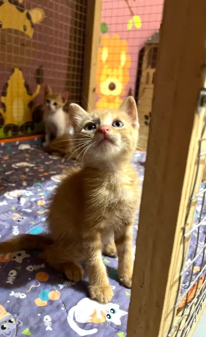 Gato ra a SRD-ViraLata idade Abaixo de 2 meses nome Leonel