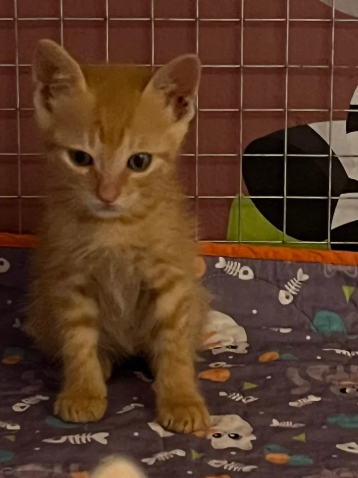 Gato ra a SRD-ViraLata idade Abaixo de 2 meses nome Leonel