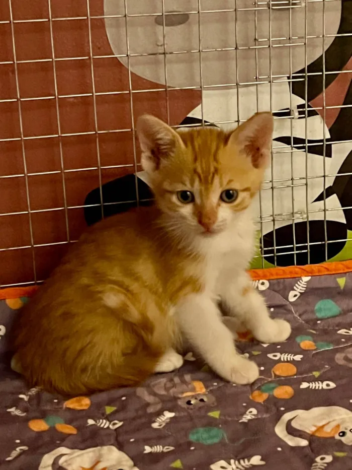 Gato ra a SRD-ViraLata idade Abaixo de 2 meses nome Doralice