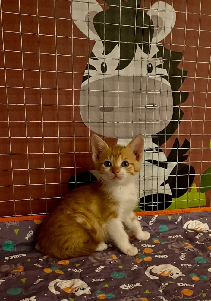 Gato ra a SRD-ViraLata idade Abaixo de 2 meses nome Doralice