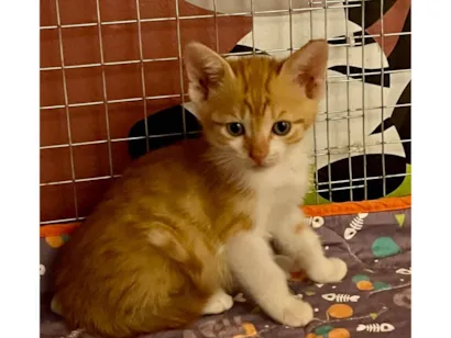 Gato ra a SRD-ViraLata idade Abaixo de 2 meses nome Doralice