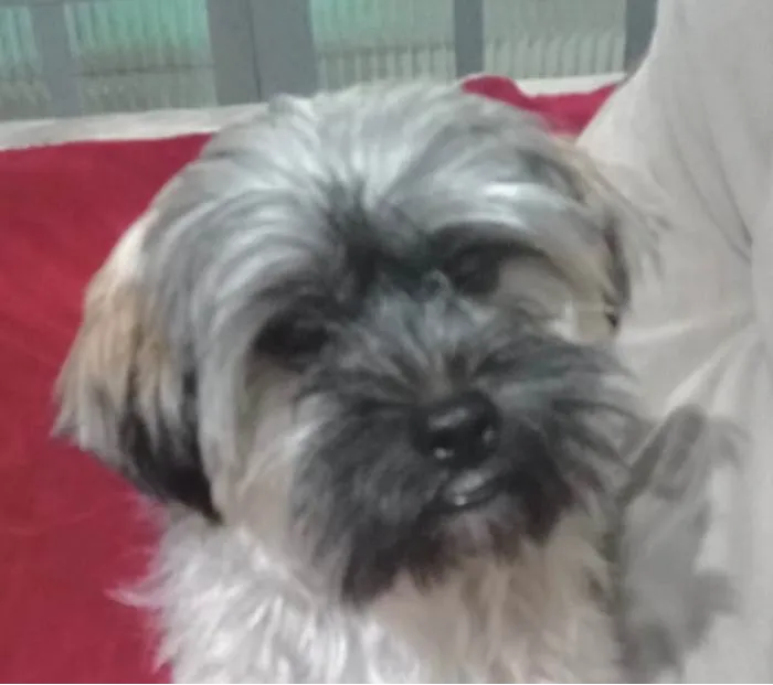 Cachorro ra a Shitzu idade 2 anos nome Snoopy 