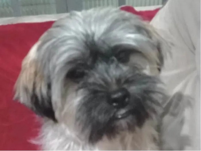 Cachorro ra a Shitzu idade 2 anos nome Snoopy 
