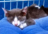 Gato ra a SRD-ViraLata idade 2 a 6 meses nome GINO AZUL