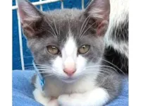 Gato ra a SRD-ViraLata idade 2 a 6 meses nome GINO AZUL