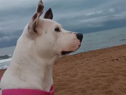 Cachorro raça Pit-Bull idade 1 ano nome Princesa