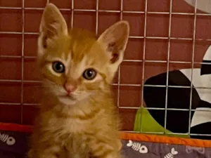 Gato raça SRD-ViraLata idade Abaixo de 2 meses nome Leonel