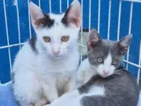 Gato raça SRD-ViraLata idade 2 a 6 meses nome GINO AZUL