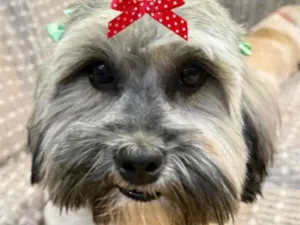 Cachorro raça Shitzu idade 1 ano nome Susi 