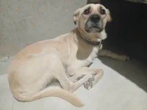 Cachorro raça SRD-ViraLata idade 3 anos nome Cristal