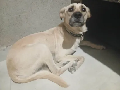 Cachorro raça SRD-ViraLata idade 3 anos nome Cristal