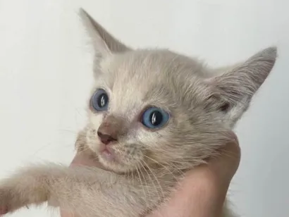 Gato raça SRD-ViraLata idade Abaixo de 2 meses nome Mingau