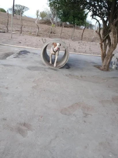 Cachorro raça Pit-Bull idade 2 anos nome Trovão 