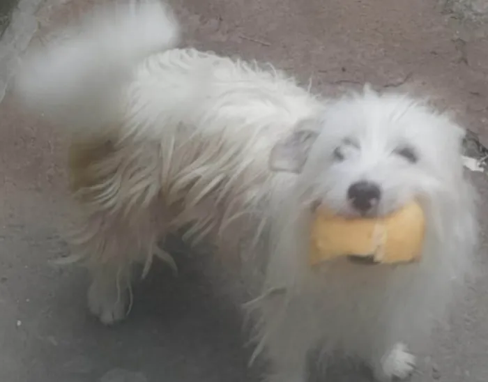 Cachorro ra a SRD-ViraLata idade 3 anos nome Bicudinho