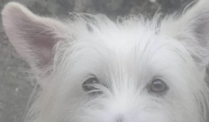 Cachorro ra a SRD-ViraLata idade 3 anos nome Bicudinho