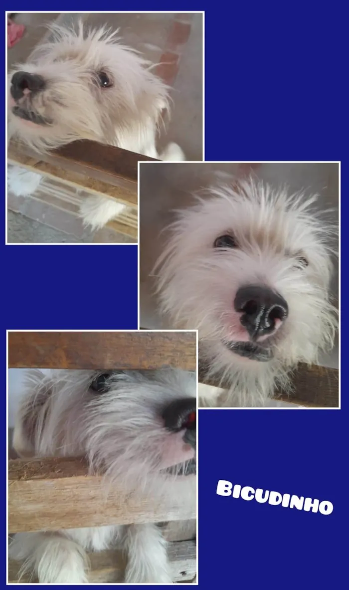 Cachorro ra a SRD-ViraLata idade 3 anos nome Bicudinho
