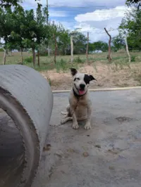 Cachorro ra a Pit-Bull idade 2 anos nome Tempestade 