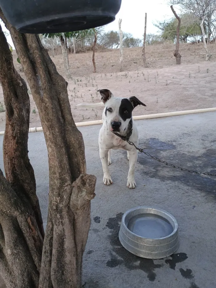 Cachorro ra a Pit-Bull idade 2 anos nome Tempestade 