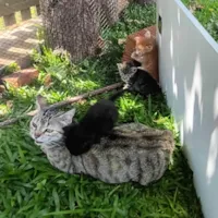 Gato ra a SRD-ViraLata idade 1 ano nome Sem nome 