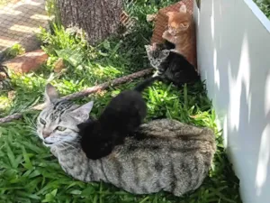 Gato raça SRD-ViraLata idade 1 ano nome Sem nome 