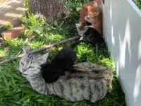 Gato ra a SRD-ViraLata idade 1 ano nome Sem nome 