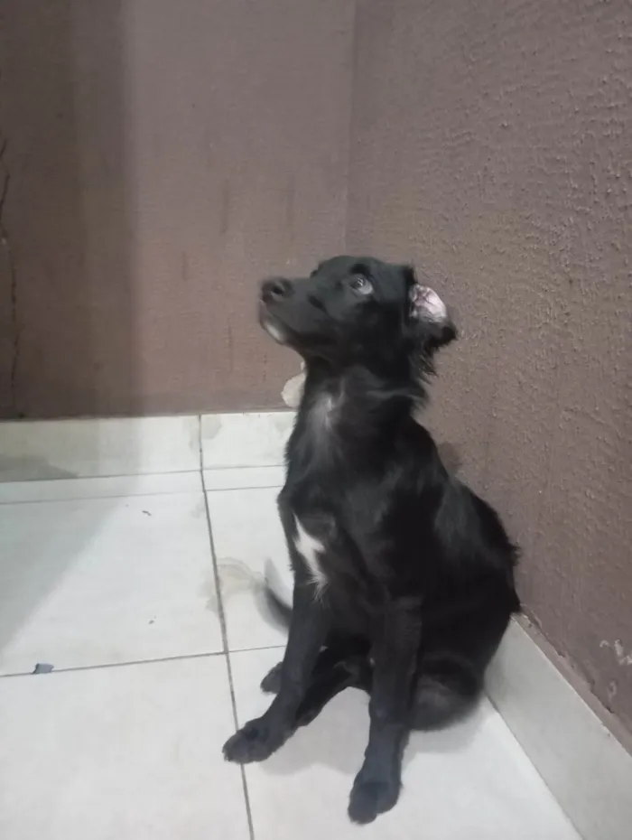 Cachorro ra a SRD-ViraLata idade 7 a 11 meses nome Klaus 