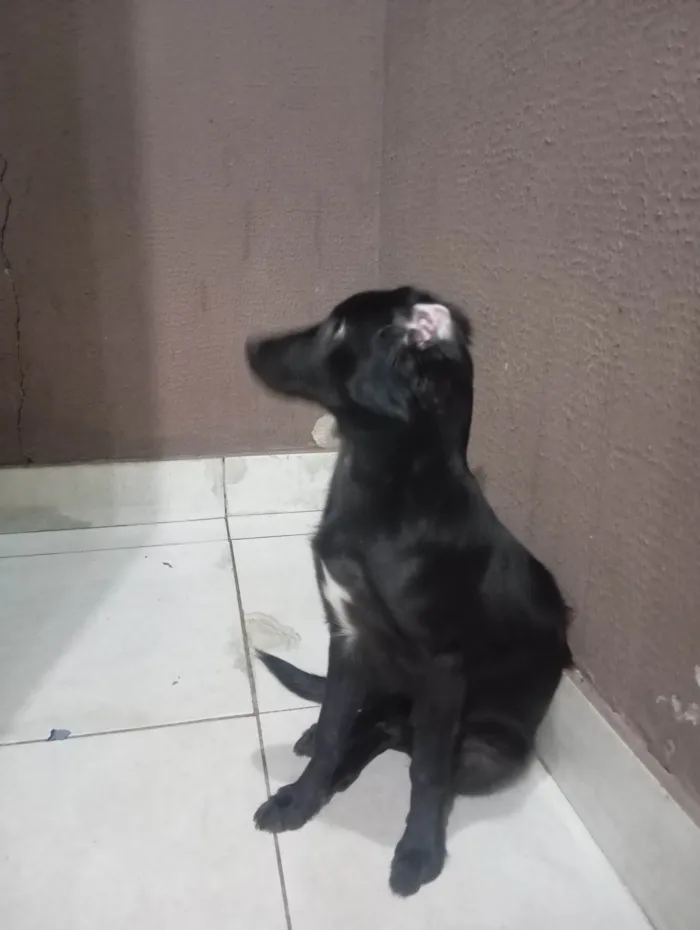 Cachorro ra a SRD-ViraLata idade 7 a 11 meses nome Klaus 