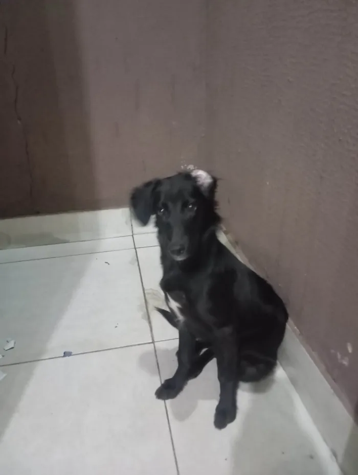 Cachorro ra a SRD-ViraLata idade 7 a 11 meses nome Klaus 
