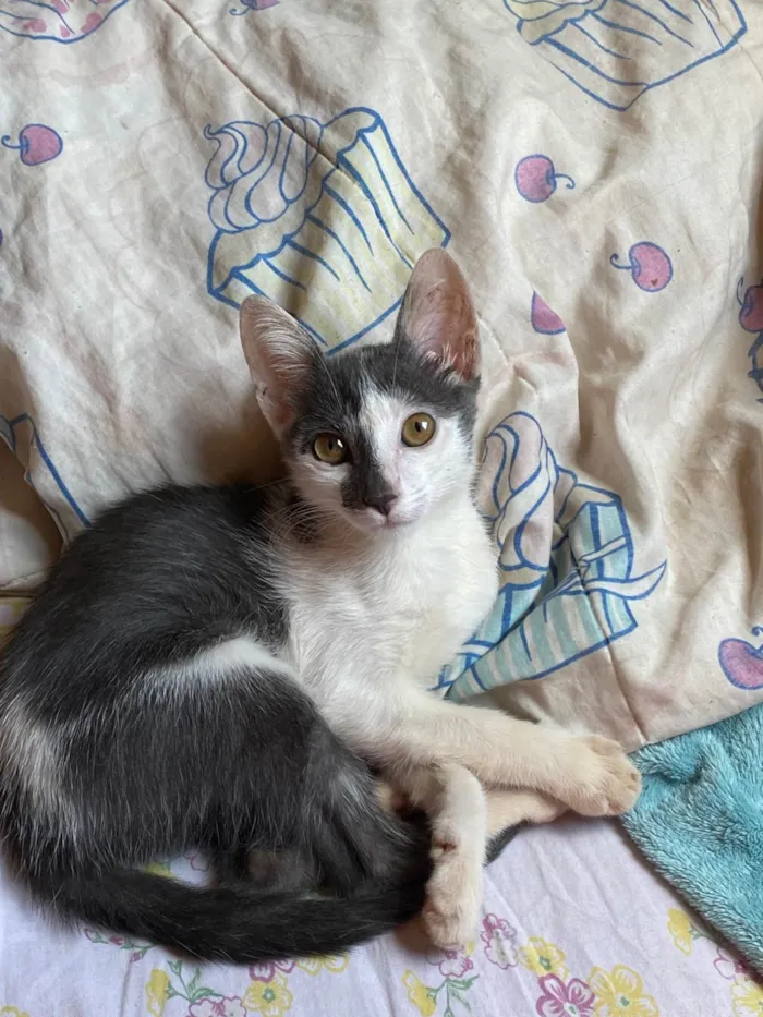 Gato ra a SRD-ViraLata idade 2 a 6 meses nome Agnes