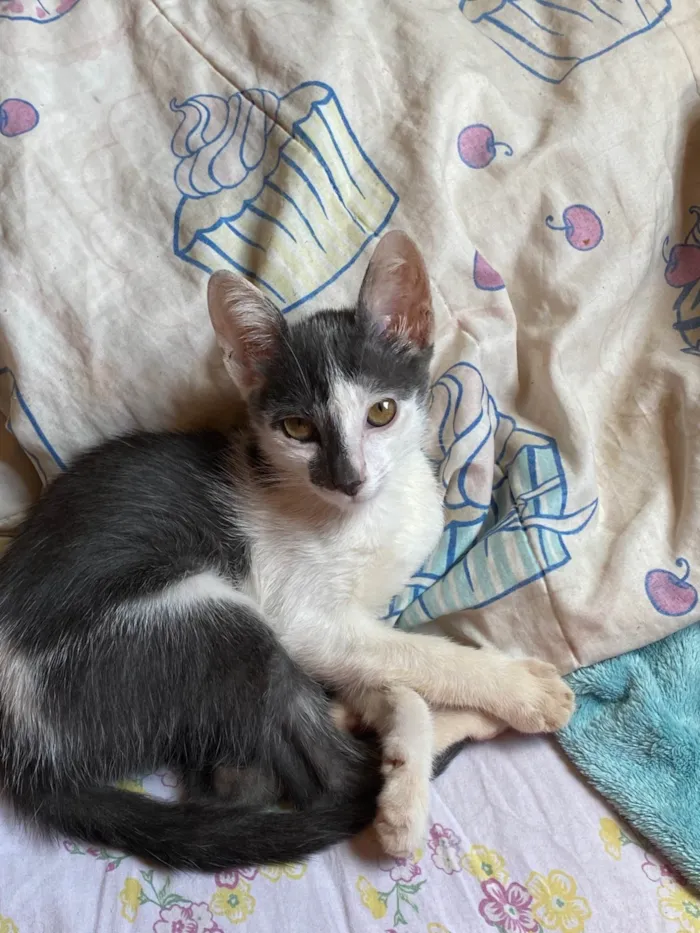 Gato ra a SRD-ViraLata idade 2 a 6 meses nome Agnes