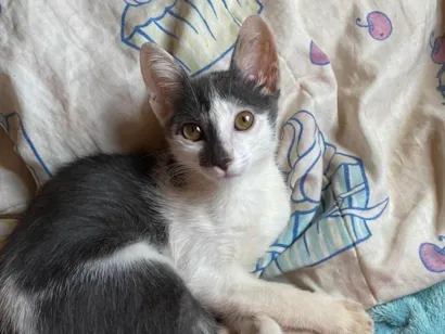 Gato raça SRD-ViraLata idade 2 a 6 meses nome Agnes