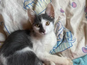 Gato ra a SRD-ViraLata idade 2 a 6 meses nome Agnes
