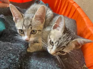 Gato raça SRD-ViraLata idade 2 a 6 meses nome Sem nome