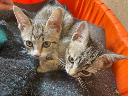 Gato raça SRD-ViraLata idade 2 a 6 meses nome Sem nome