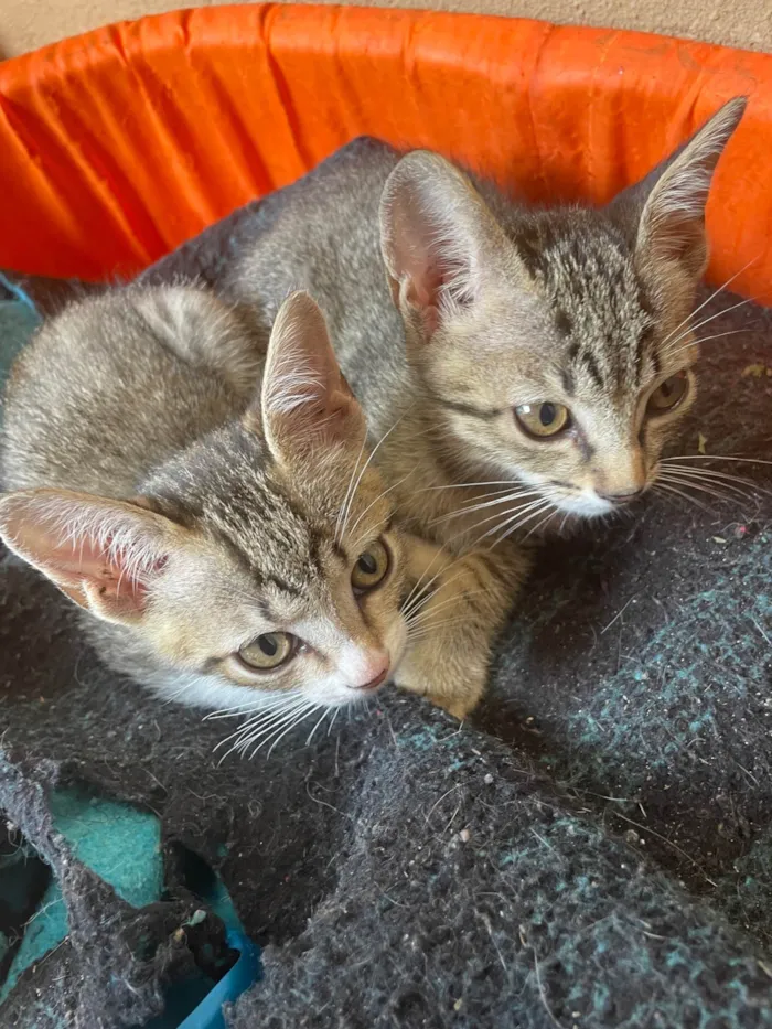 Gato ra a SRD-ViraLata idade 2 a 6 meses nome Sem nome