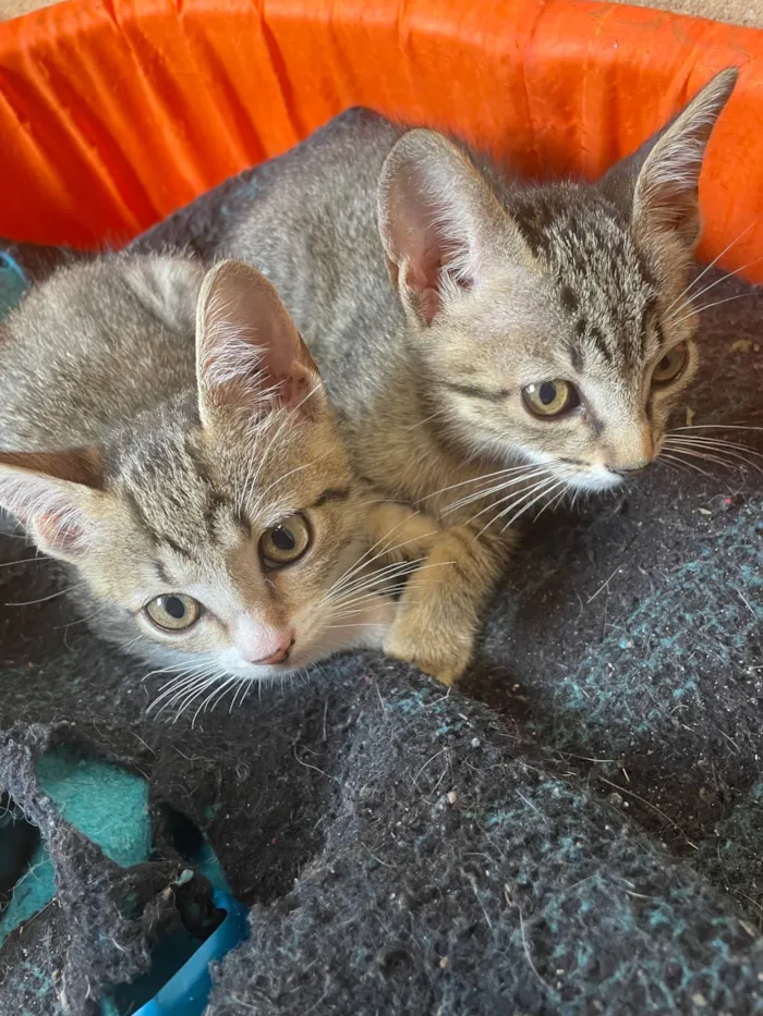 Gato ra a SRD-ViraLata idade 2 a 6 meses nome Sem nome