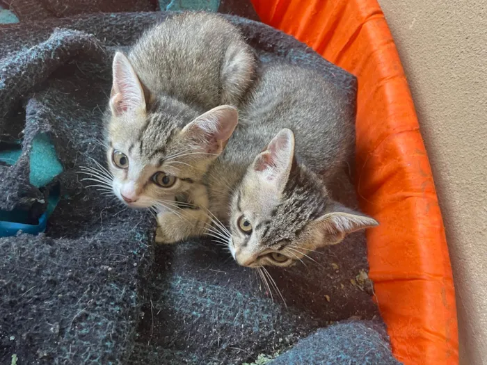 Gato ra a SRD-ViraLata idade 2 a 6 meses nome Sem nome