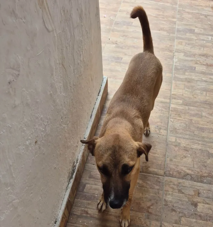 Cachorro ra a SRD-ViraLata idade 1 ano nome Duke