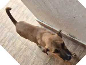 Cachorro raça SRD-ViraLata idade 1 ano nome Duke