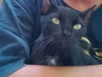 Gato raça SRD-ViraLata idade 1 ano nome Koda 