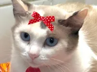 Gato ra a SRD-ViraLata idade 1 ano nome Atena 