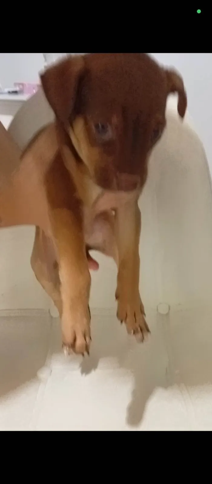 Cachorro ra a SRD-ViraLata idade 2 a 6 meses nome Coragem 