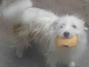 Cachorro ra a SRD-ViraLata idade 3 anos nome Bicudinho