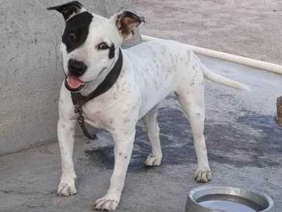 Cachorro raça Pit-Bull idade 2 anos nome Tempestade 