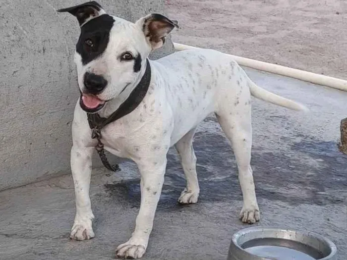 Cachorro raça Pit-Bull idade 2 anos nome Tempestade 