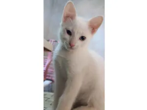 Gato raça SRD-ViraLata idade 2 a 6 meses nome Olaf 