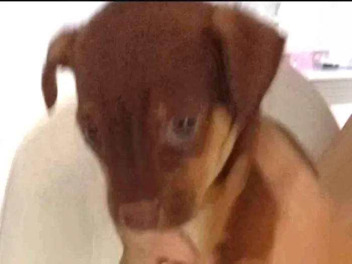 Cachorro ra a SRD-ViraLata idade 2 a 6 meses nome Coragem 