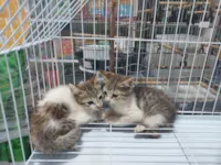 Gato raça SRD-ViraLata idade Abaixo de 2 meses nome Filhotes