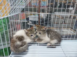 Gato raça SRD-ViraLata idade Abaixo de 2 meses nome Filhotes