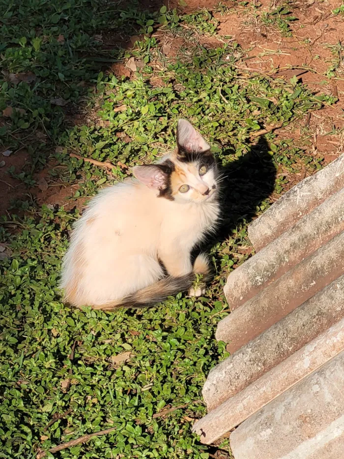 Gato ra a SRD-ViraLata idade 2 a 6 meses nome Wednesday